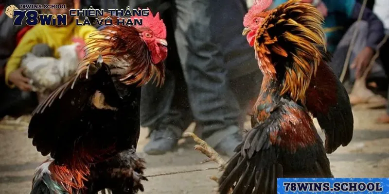 Đá gà Campuchia luôn nằm trong top các game nên chơi thủ nhất