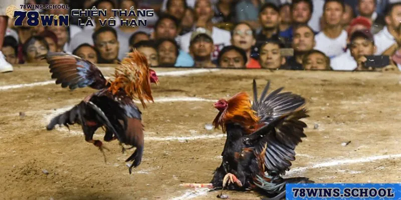 Thông tin chung về đá gà 78win