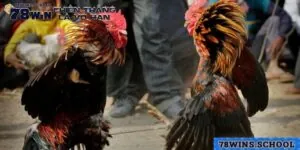 Đá gà SV128 - Nơi Giải Trí Đỉnh Cao Dành Cho Dân Chơi