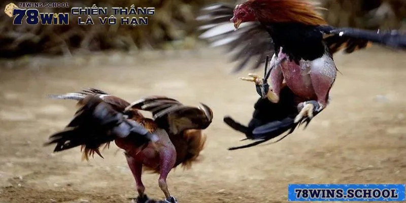 Đá gà SV128 - Những thông tin quan trọng phải biết