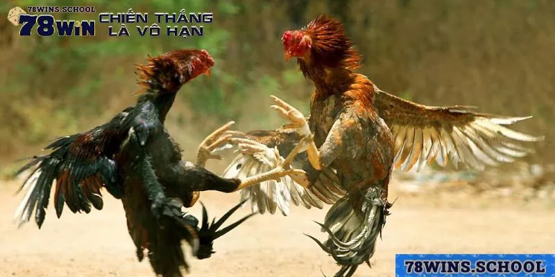 Quan sát kỹ lưỡng từng con gà và đánh giá nó dựa trên 3 tiêu chí