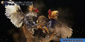 Đá Gà Trực Tuyến | Xem Chọi Gà Với Nhiều Tiện Ích Tại 78Win