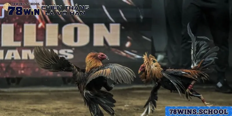 Những ưu điểm bạn nên thử đá gà trực tuyến