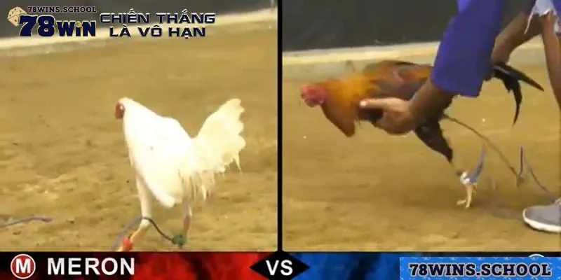 Khái quát tổng thể về đá gà trực tuyến hiện nay