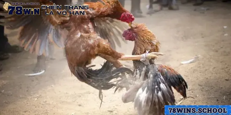 Bạn sẽ bị thu hút bởi Đá gà cựa dao ngay lần đầu thử sức