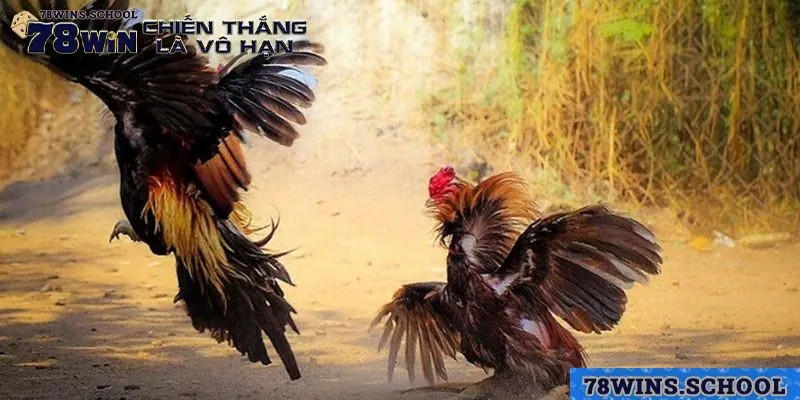 Đôi nét cơ bản về Đá gà WS168