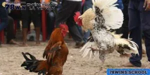 Trực Tiếp Đá Gà Chọi C1 | Trải Nghiệm Cá Cược Trường Gà