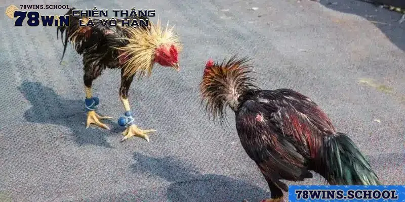 Tìm hiểu về tên gọi giải trực tiếp gà chọi C1