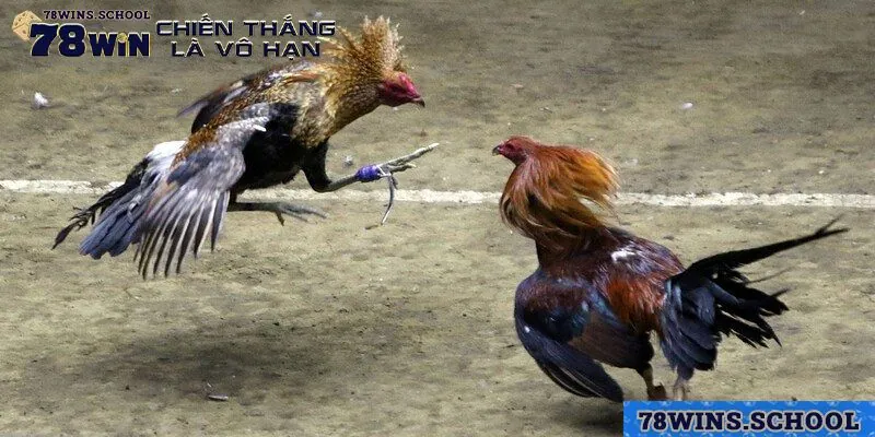 4 dạng thi đấu được giới thiệu tại trực tiếp gà chọi C1