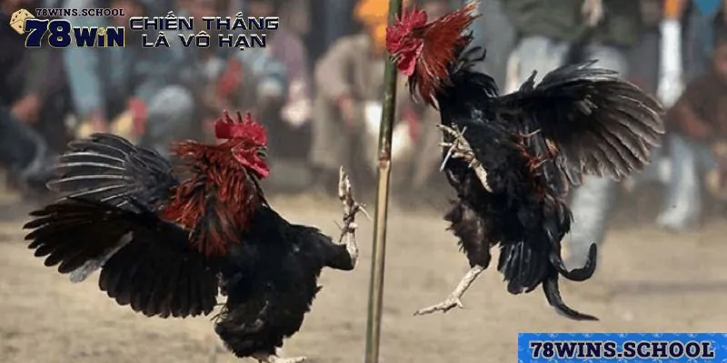 Những ưu điểm khi tham gia xem trực tiếp gà chọi C1