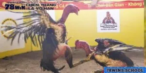 Trực Tiếp Đá Gà Đòn Đảm Bảo Gay Cấn - Hấp Dẫn Tạo 78Win