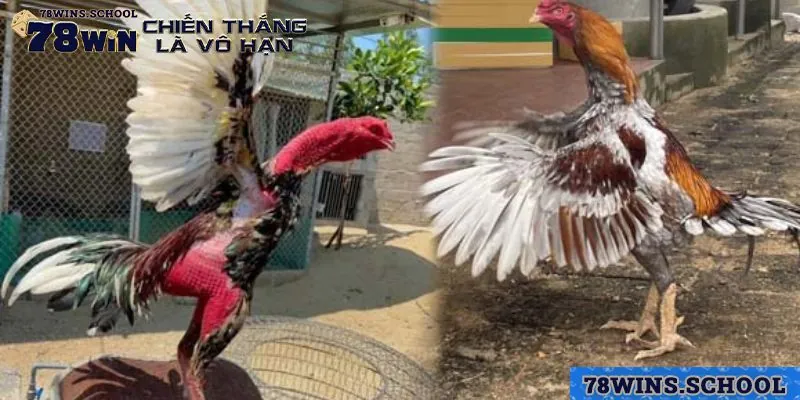 Khái quát những thông tin cần biết về hình thức trực tiếp đá gà đòn