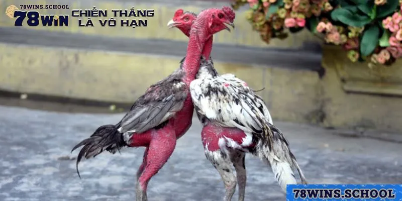 Phân biệt gà đòn với giống gà chọi thông thường