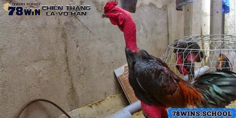 Nguyên tắc cốt lõi trong các trận đấu trực tiếp đá gà đòn