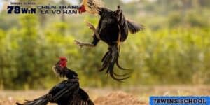 Đá Gà Thomo - Bức Tranh Tổng Thể Về Trò Chơi Hấp Dẫn Tại 78Win