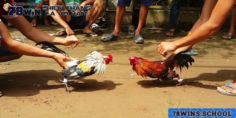 Khái quát chung về đá gà Thomo tại 78Win