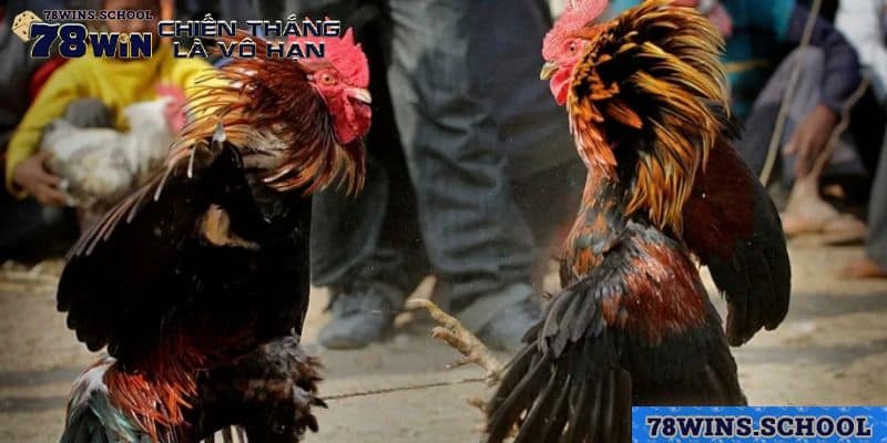 Hai hình thức đá gà Thomo cơ bản tại 78Win