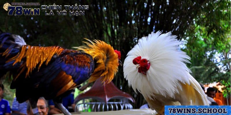 Những ưu điểm của hình thức đá gà Thomo