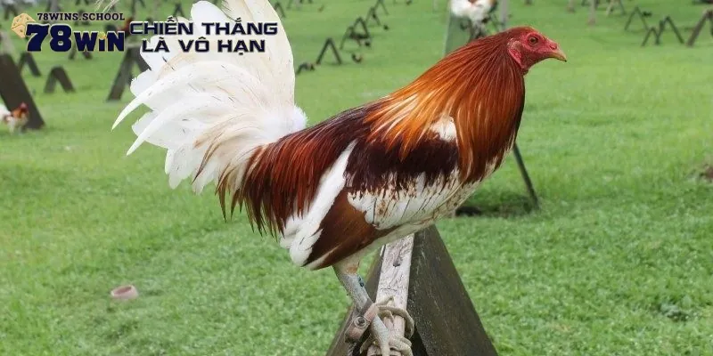 Những giống Asil được kê sư săn đón nhất Những giống Asil được kê sư săn đón nhất