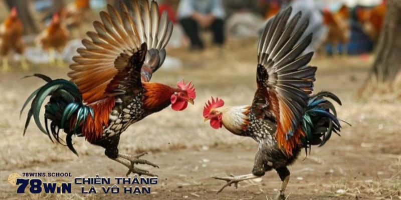 Kinh nghiệm giành chiến thắng khi tham gia đá gà Tre