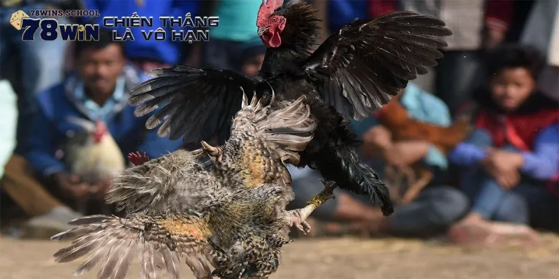 Quy luật phân định thắng thua trong các trận đấu