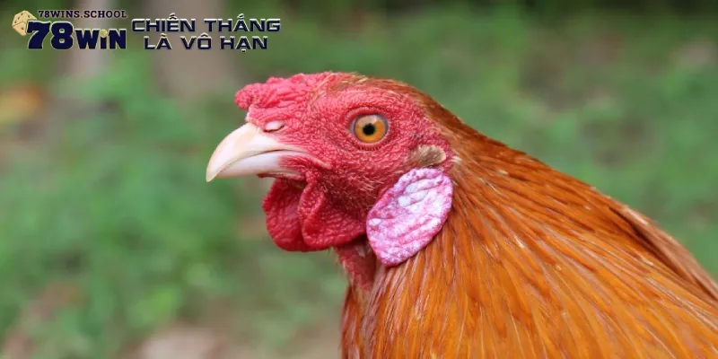 Những đặc điểm nhận diện Asil thuần chủng Những đặc điểm nhận diện Asil thuần chủng