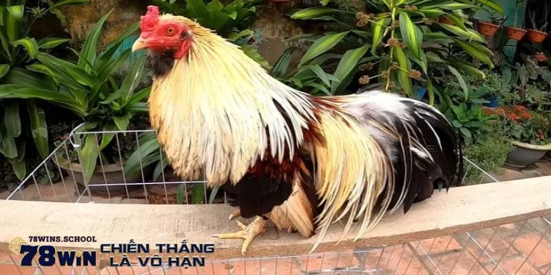 Những giống gà Tre mạnh mẽ nhất