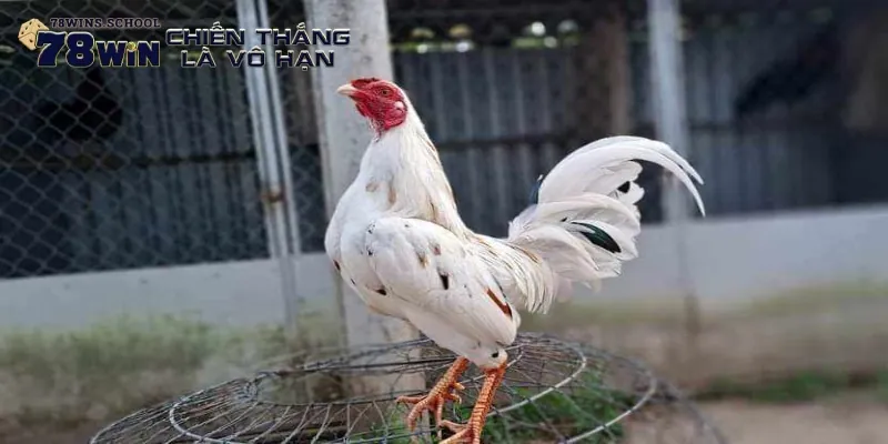 Tìm hiểu về giống gà Asil Tìm hiểu về giống gà Asil