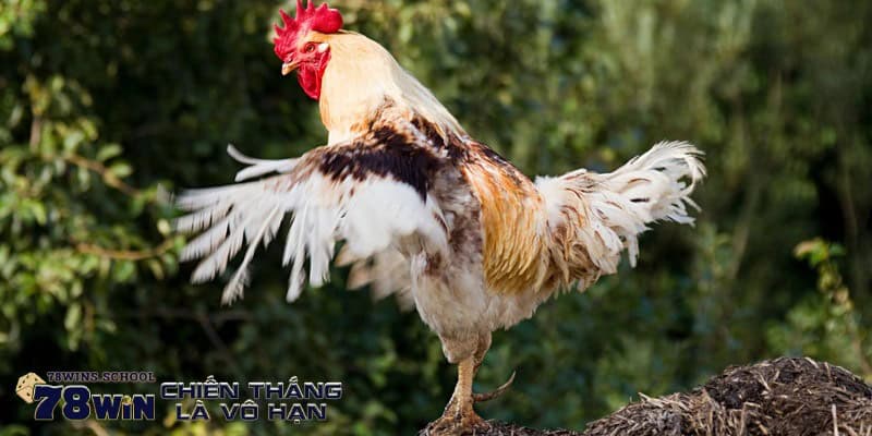 Tổng quan về hình thức đá gà Tre