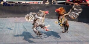 TRỰC TIẾP TRƯỜNG GÀ THOMO: LINK XEM CHẤT LƯỢNG CAO KHÔNG GIẬT LAG