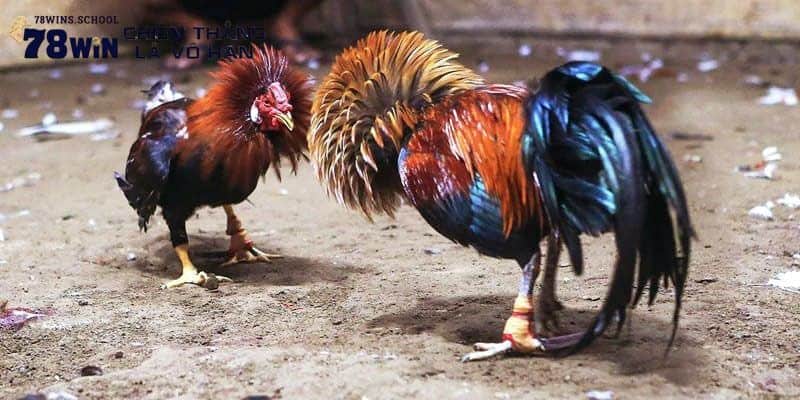 Trực tiếp trường gà Thomo cung cấp các link xem mượt mà Trực tiếp trường gà Thomo cung cấp các link xem mượt mà