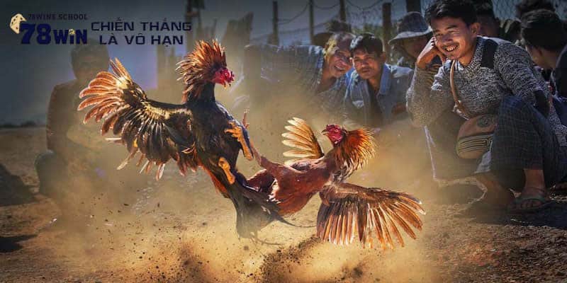 Trực tiếp trường gà Thomo liên tục cập nhật mọi trận đấu Trực tiếp trường gà Thomo liên tục cập nhật mọi trận đấu