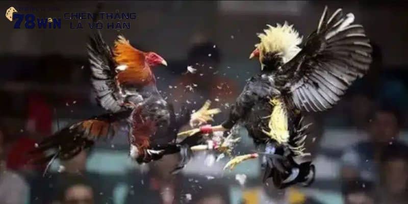 Trực tiếp trường gà Thomo mang lại trải nghiệm tốt hơn Trực tiếp trường gà Thomo mang lại trải nghiệm tốt hơn