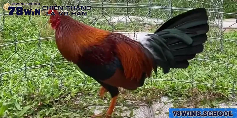 che do dinh duong la dieu tat yeu giup ga asil manh me hon Chế độ dinh dưỡng là điều tất yếu giúp gà Asil mạnh mẽ hơn