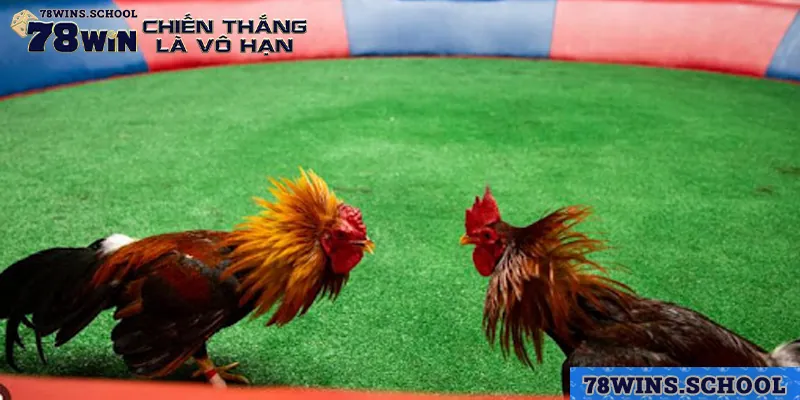 dat cuoc da ga linh hoat va co chien luoc thong minh Đặt cược đá gà linh hoạt và có chiến lược thông minh