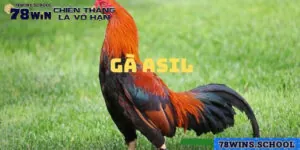 Hướng Dẫn Cách Huấn Luyện Gà Asil Chiến Thắng Mọi Trận Đấu