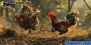 Kinh Nghiệm Đặt Cược Dễ Thắng Qua Trực Tiếp Trường Gà Thomo