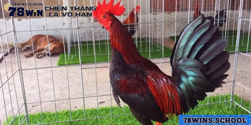 nhung dieu can luu y de dam bao suc khoe cho ga asil Những điều cần lưu ý để đảm bảo sức khỏe cho gà Asil