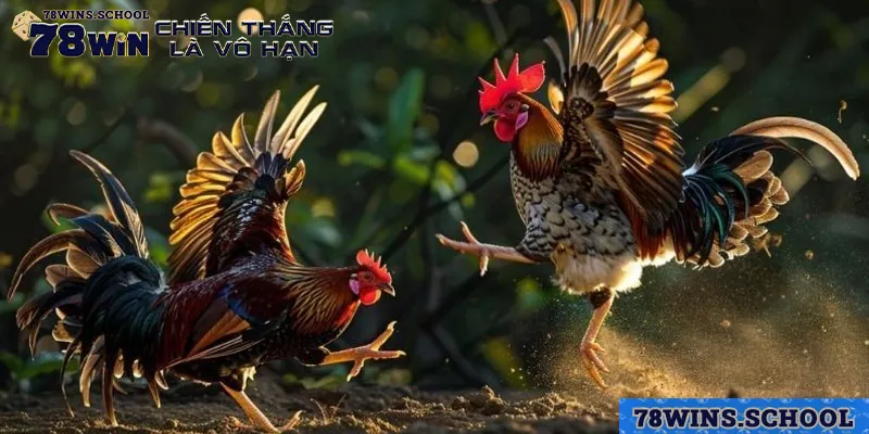 nhung yeu to can quan sat va phan tich khi dat cuoc qua truc tiep truong ga thomo Những yếu tố cần quan sát và phân tích khi đặt cược qua trực tiếp trường gà Thomo