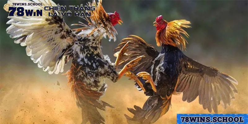 nhung yeu to tac dong den ty le thang khi cuoc da ga truc tiep Những yếu tố tác động đến tỷ lệ thắng khi cược đá gà trực tiếp