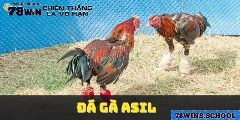 tap luyen theo lich trinh phu hop voi the trang cua ga chien Tập luyện theo lịch trình phù hợp với thể trạng của gà chiến